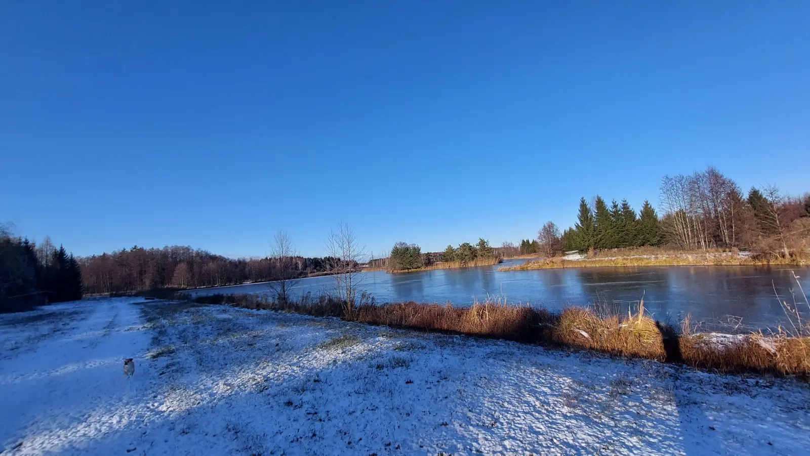 Krajobraz zimowy o proporcjach 16:9 ukazuje zamarznięte jezioro w słoneczny, bezchmurny dzień. Pierwszy plan zajmuje ośnieżona ścieżka prowadząca wzdłuż brzegu, na której widać małego psa biegnącego w stronę tafli wody. Brzeg jeziora porośnięty jest suchymi trawami o brązowym odcieniu, które kontrastują z białym śniegiem i błękitem nieba. W tle widać linię lasu z mieszanką drzew iglastych i liściastych, które częściowo otaczają wodę. Cała scena jest oświetlona jasnym, dziennym światłem, podkreślającym przejrzystość powietrza i chłodną aurę zimowego popołudnia.
