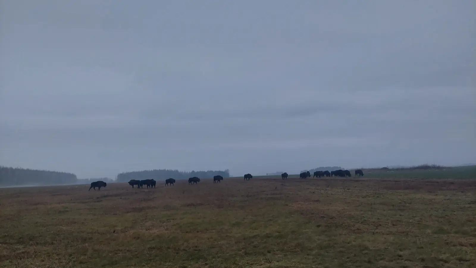 Krajobraz przedstawia stado żubrów pasących się na rozległym, otwartym polu w pochmurny, mglisty dzień. Zdjęcie wykonano w orientacji poziomej o proporcjach boków 16:9, ukazując zwierzęta jako ciemne sylwetki wyraźnie odcinające się od szarego, zachmurzonego nieba i stonowanego koloru ziemi. W tle widoczna jest niewyraźna linia horyzontu z zarysem odległego lasu, co podkreśla naturalne środowisko życia tych majestatycznych ssaków. Kompozycja zdjęcia skupia wzrok widza na horyzontalnym rozłożeniu stada, które zajmuje dolną jedną trzecią kadru. Całość utrzymana jest w chłodnej, przygaszonej palecie barw, co potęguje wrażenie dzikiej przyrody i spokoju natury w jesienno-zimowej scenerii.