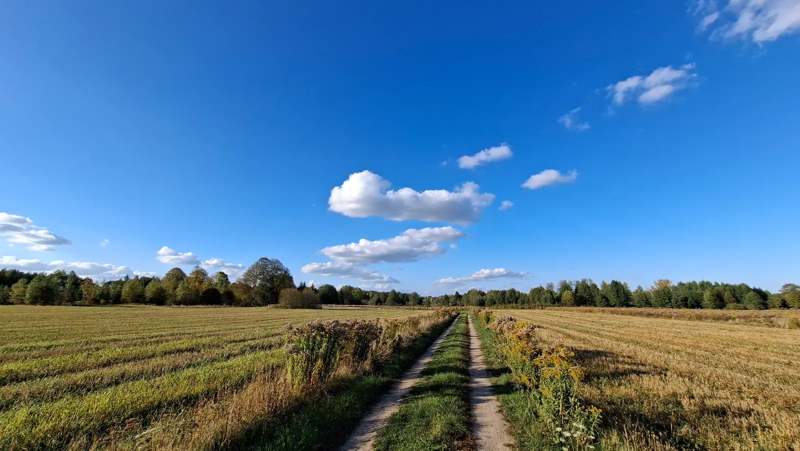 Zdjęcie o proporcjach panoramicznych ukazuje sielski, wiejski krajobraz z polną drogą prowadzącą w głąb kadru. W centrum kompozycji znajduje się nieutwardzony trakt z dwoma wyraźnymi pasami wydeptanej trawy, który dzieli złociste, pożniwne pola na dwie symetryczne części. Po obu stronach drogi rosną dzikie kwiaty i wysokie trawy, a horyzont zamyka gęsta ściana mieszanego lasu z widocznymi jesiennymi odcieniami drzew. Całość rozświetla bezchmurne, intensywnie błękitne niebo z kilkoma białymi, pierzastymi chmurami, co nadaje zdjęciu głębi i perspektywy. Taka kompozycja doskonale sprawdzi się jako szerokie tło na stronie internetowej, podkreślając naturalny i spokojny charakter miejsca.