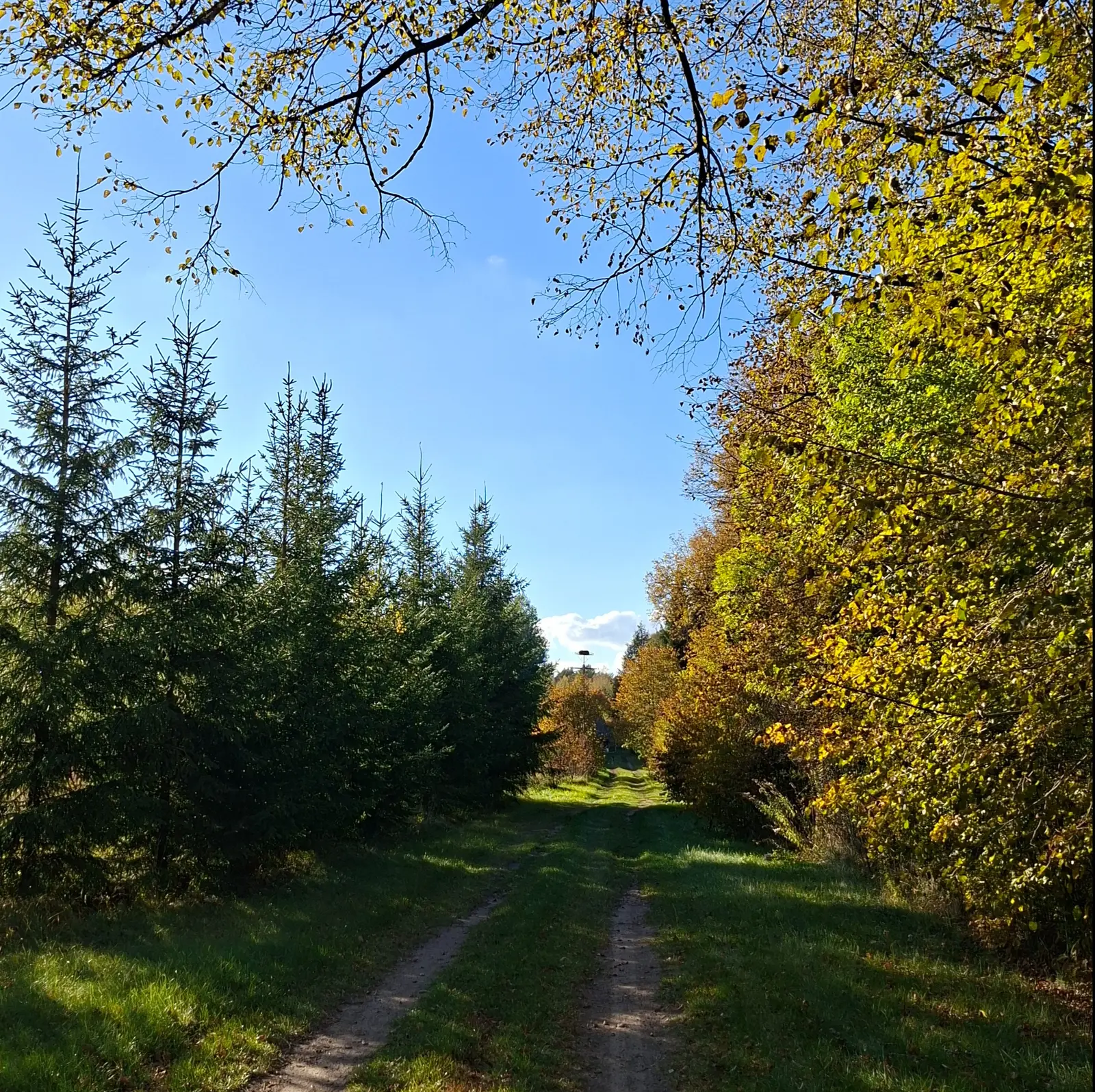 Zdjęcie przedstawia malowniczą, polną drogę prowadzącą przez jesienny las, utrzymane w formacie kwadratu o proporcjach 1:1. Po lewej stronie widoczny jest szpaler młodych, smukłych świerków, natomiast po prawej stronie rośnie gęsty las liściasty, którego liście przybierają ciepłe odcienie żółci i złota. Nad drogą rozciąga się błękitne, bezchmurne niebo, częściowo przysłonięte zwisającymi z góry gałęziami drzew z resztkami żółtych liści. W oddali, na horyzoncie, na końcu ścieżki widać charakterystyczne bocianie gniazdo umieszczone na wysokim słupie. Cała kompozycja jest symetryczna i otwarta, prowadząc wzrok widza w głąb kadru, co tworzy spokojny i sielski nastrój krajobrazu.